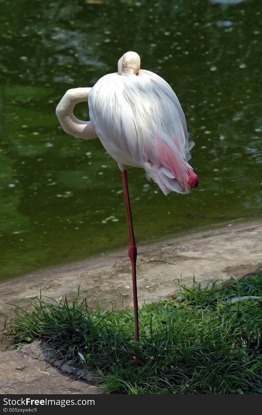 Flamingo