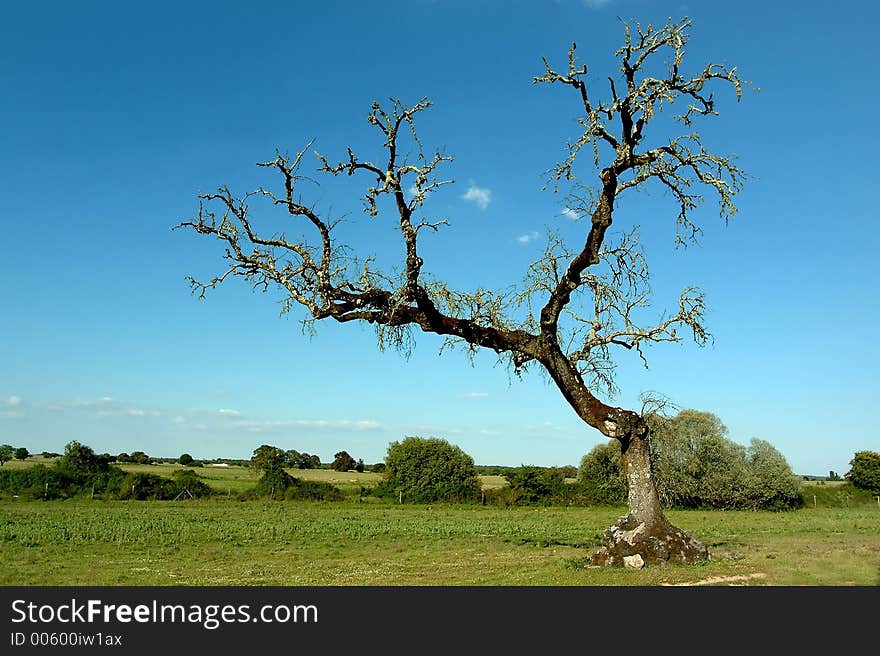 Tree in field in green field