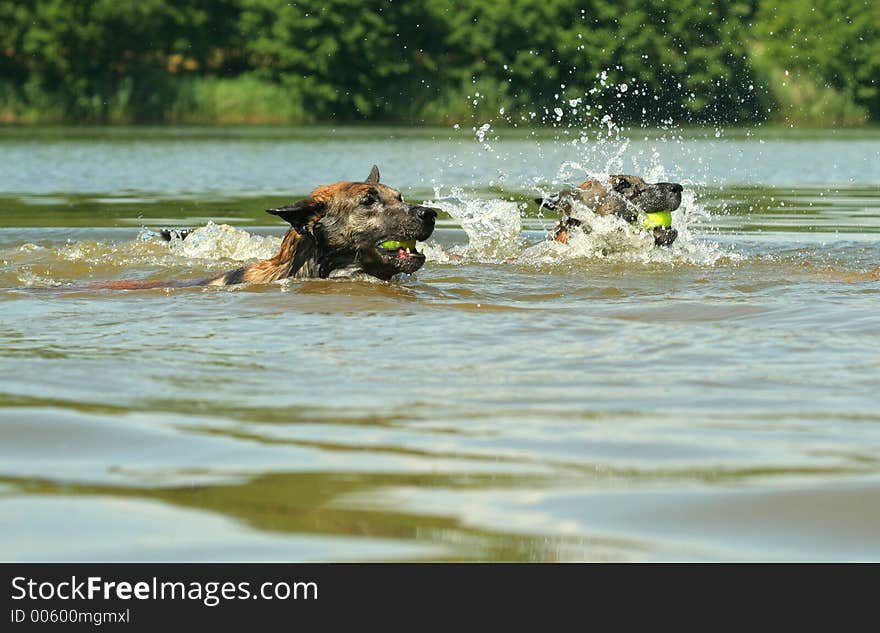 Two dogs with tenis balls swiming. Two dogs with tenis balls swiming