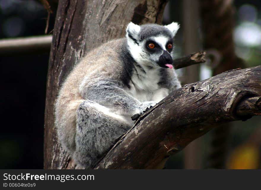 Lemur Sticking his Tongue Out