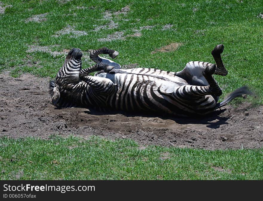 A zebra rolling in the mud