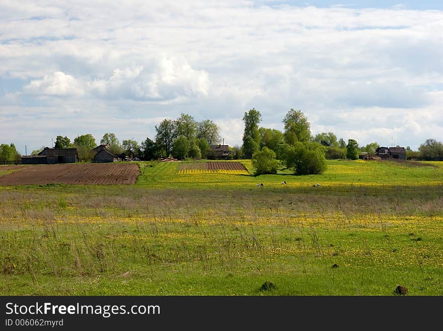 Summer landscape