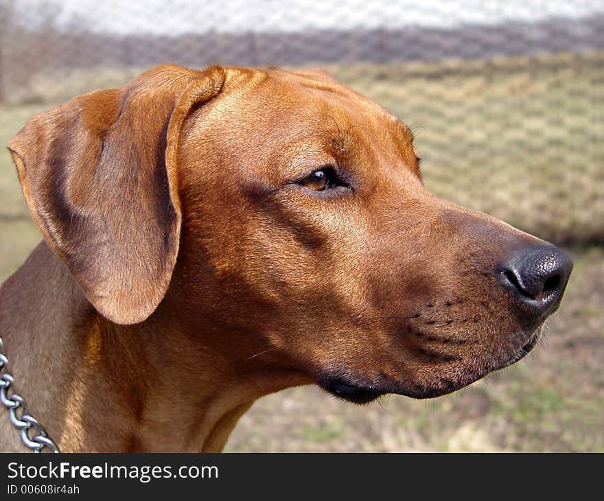 Dog Rhodesian Ridgeback, imported from Africa