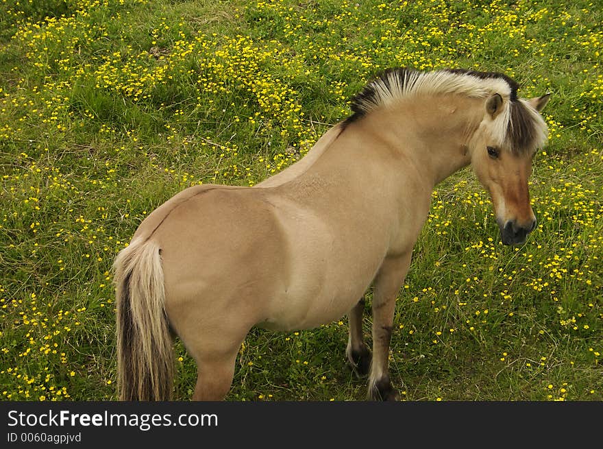 Horse grazing in a field of wildflowers. Horse grazing in a field of wildflowers