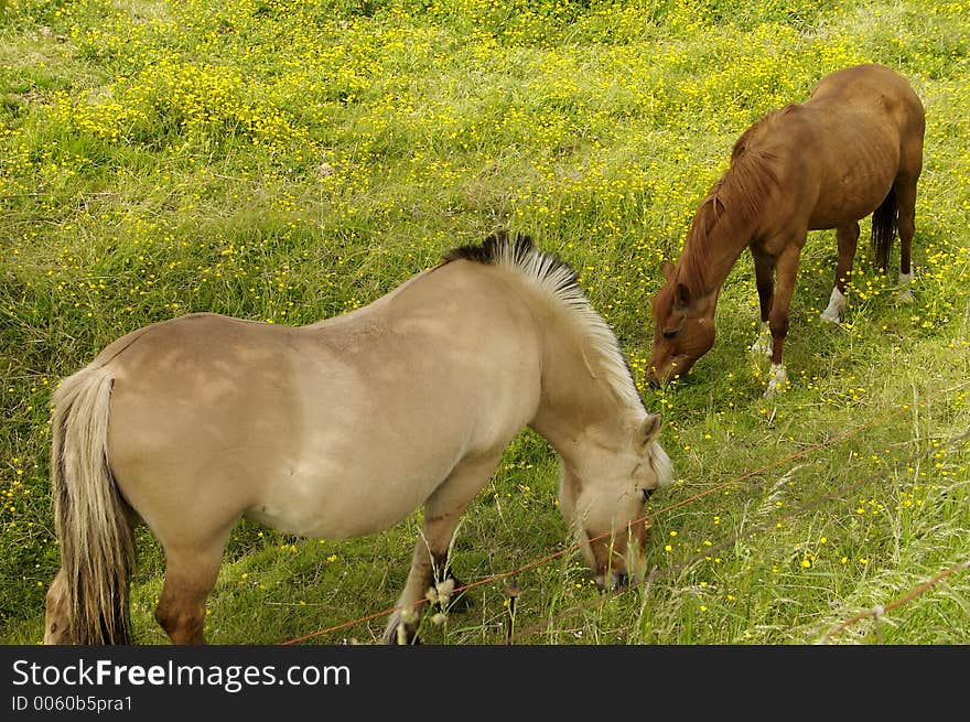 Pair of horses in a pasture of flowers. Pair of horses in a pasture of flowers