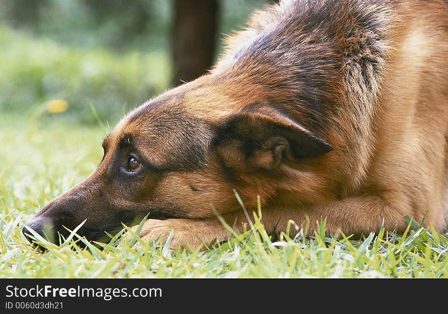 German shepherd in the grass