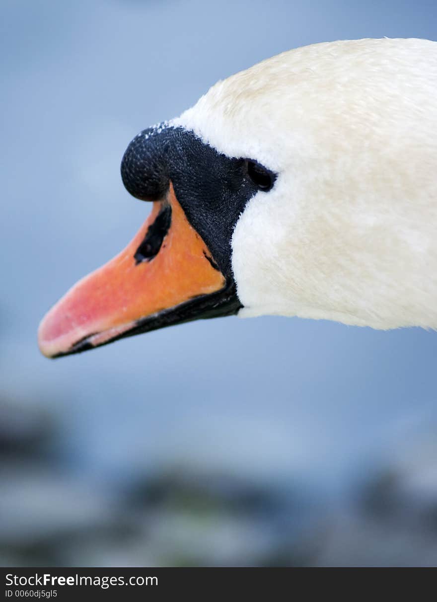 Detail of Swan's head looking away.