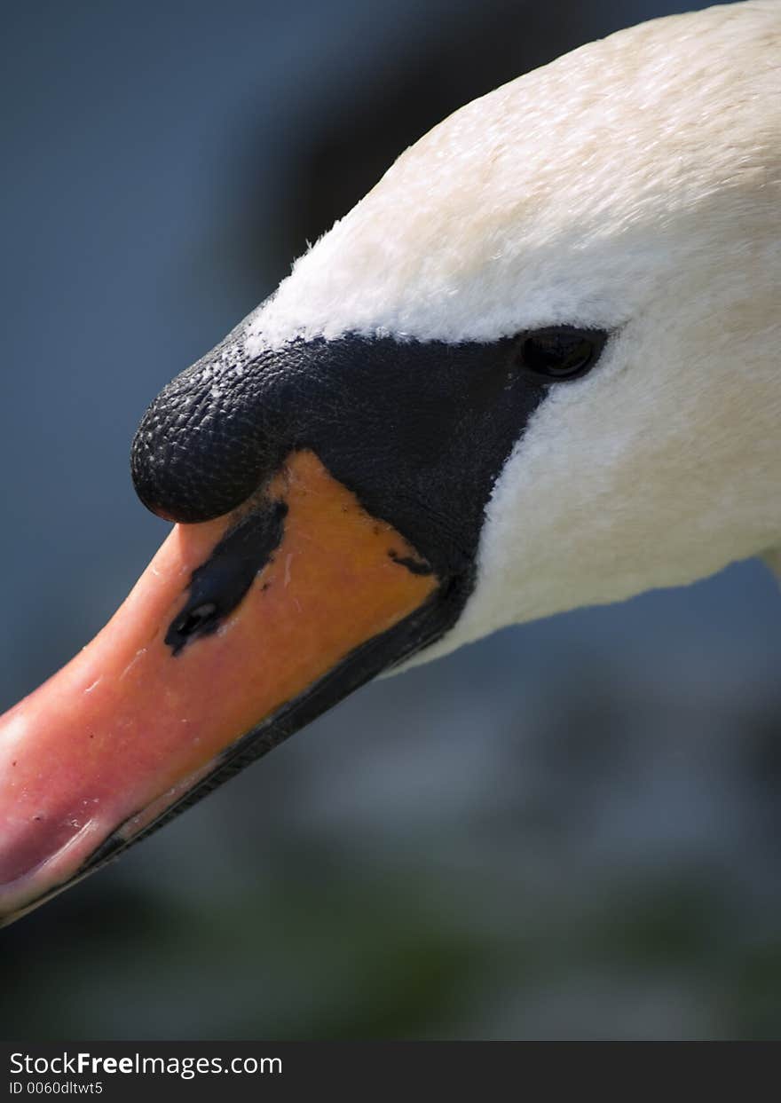 Closeup of Swan's head