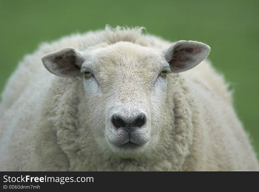 Mother sheep looking at the camera. Mother sheep looking at the camera