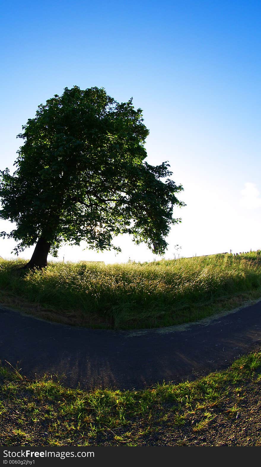 A park tree lit from behind by the sun. A park tree lit from behind by the sun