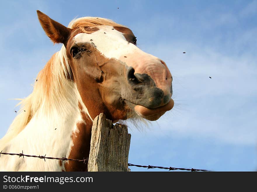 Horse portrait