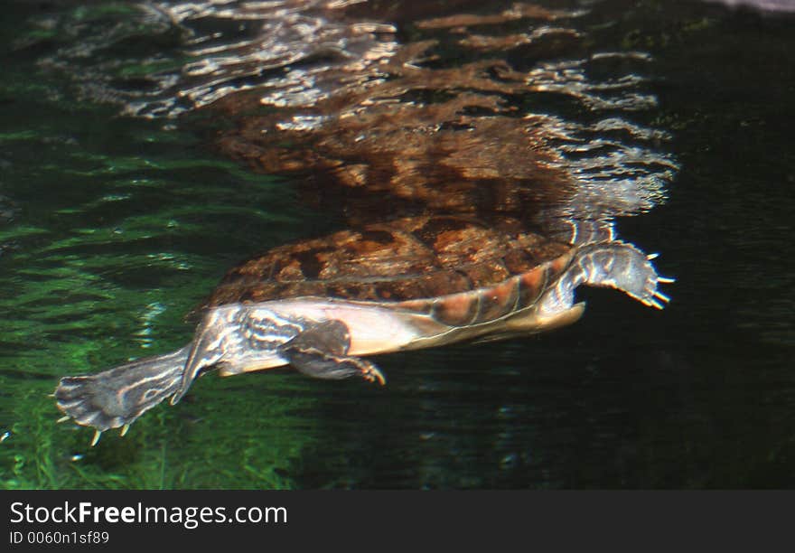 Turtle swimming in water.