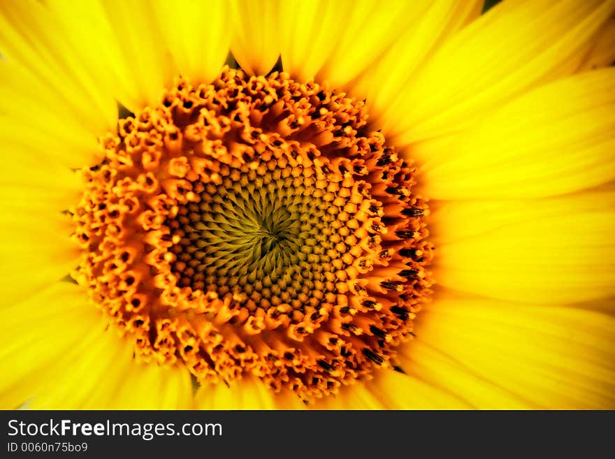 Gothic Sunflower