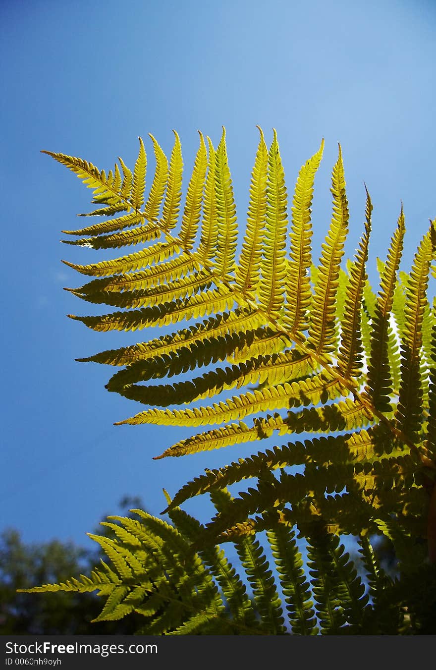 Fern About Blue