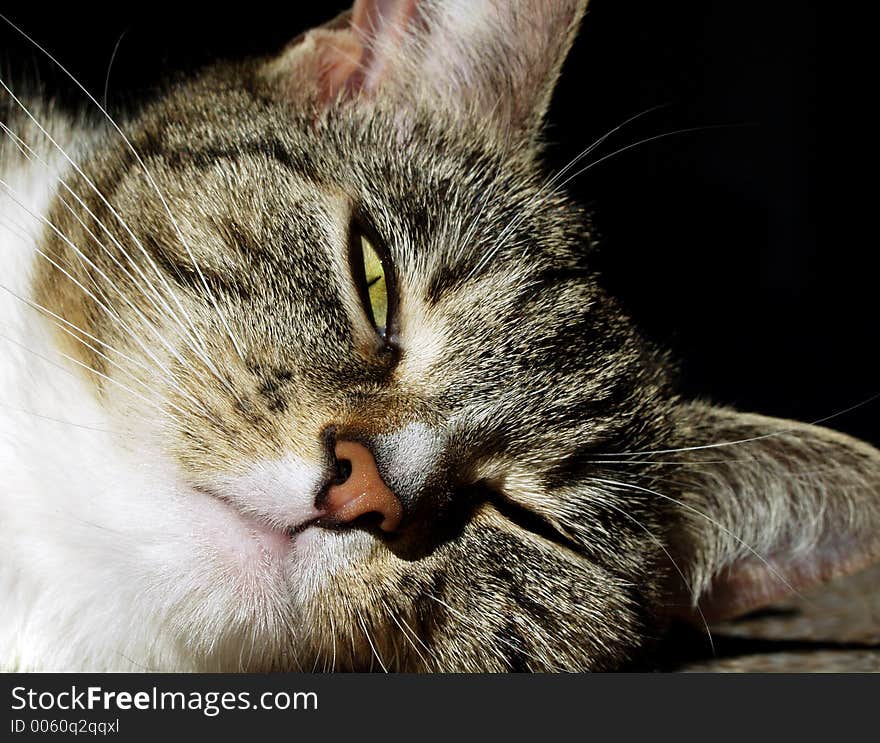 Cat Sleeping, isolated, black background, close-up. Cat Sleeping, isolated, black background, close-up