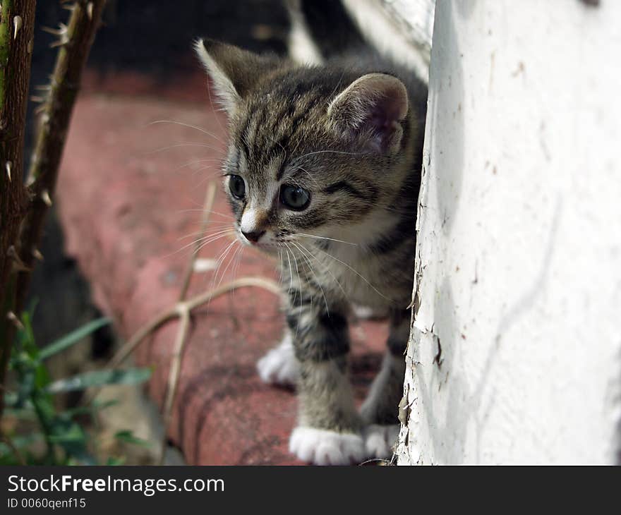 Young Kitten - Curious Look