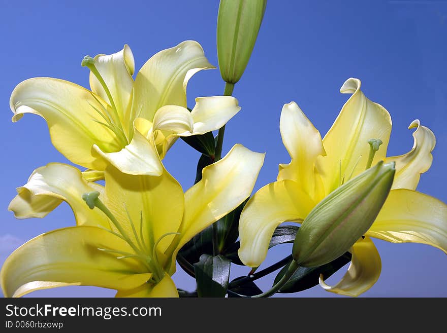 Lily And Blue Sky