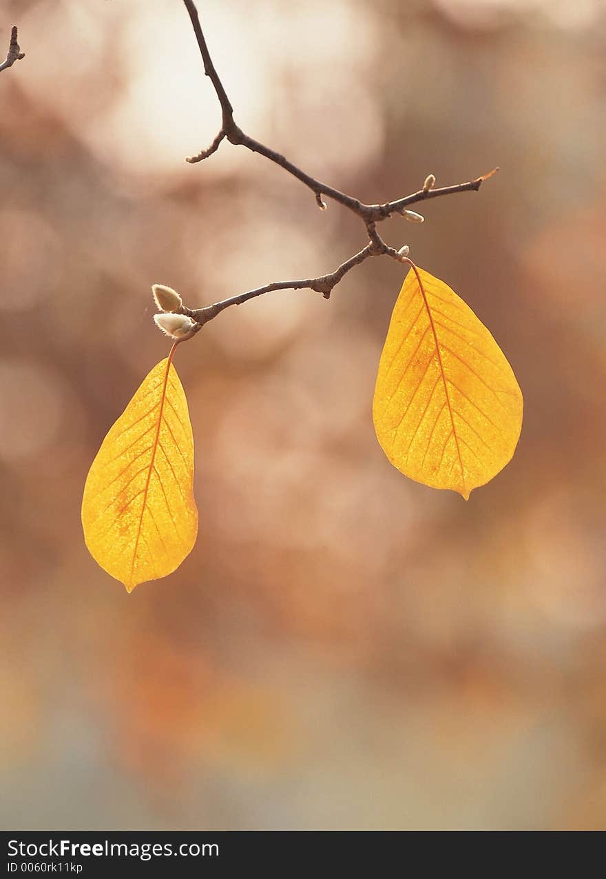 Leaves With Cane