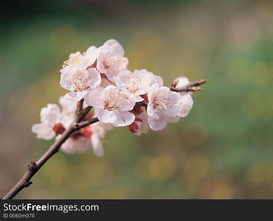 Flowers on branch