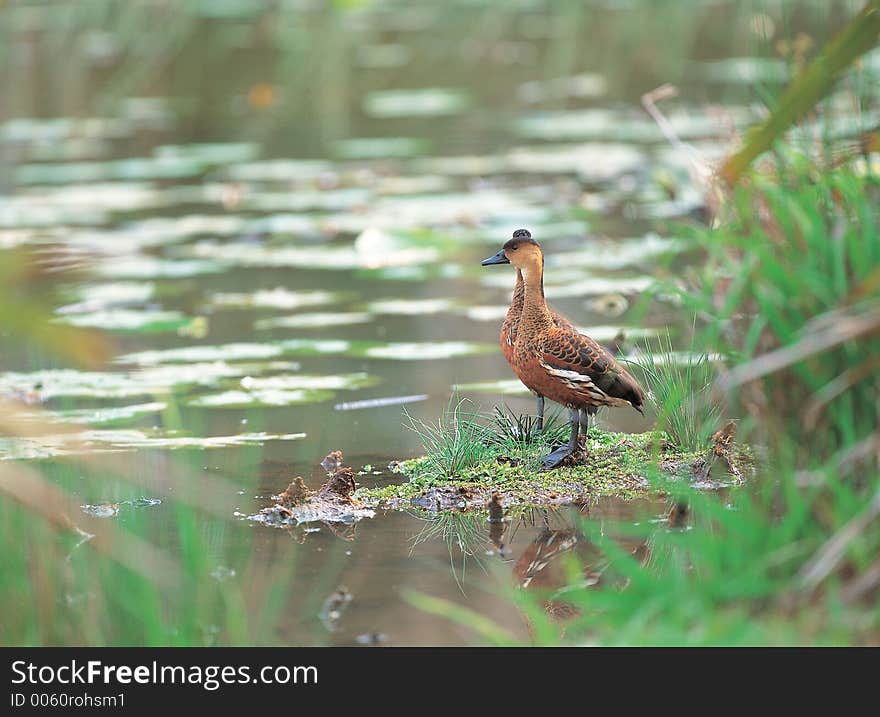 Ducks with grass