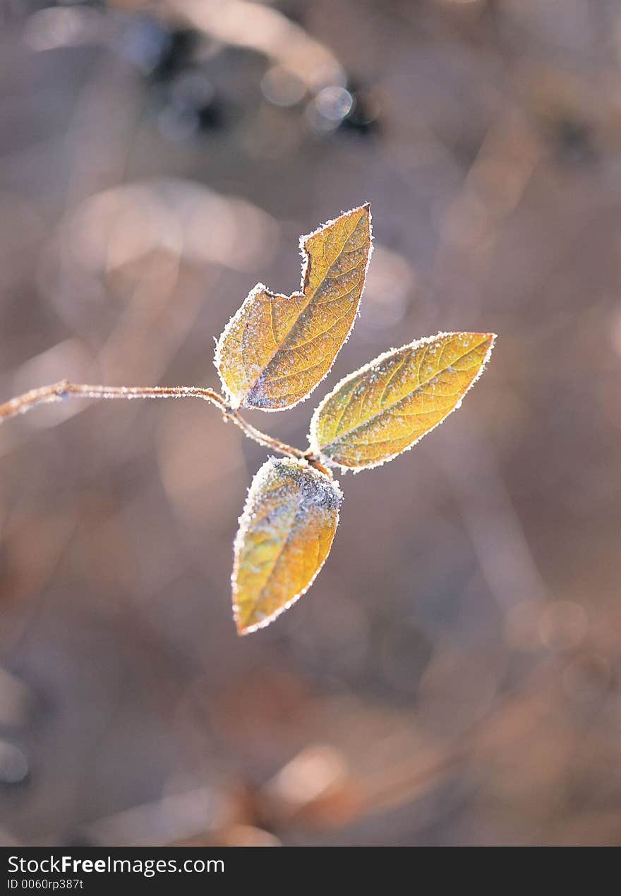 Leaves with Branch