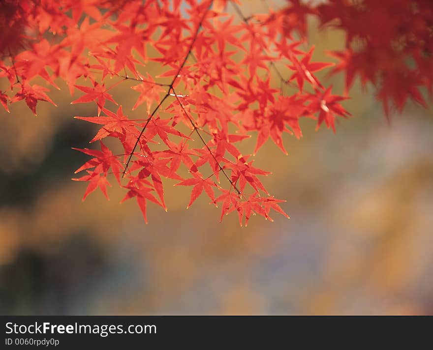 Cane with Leaves