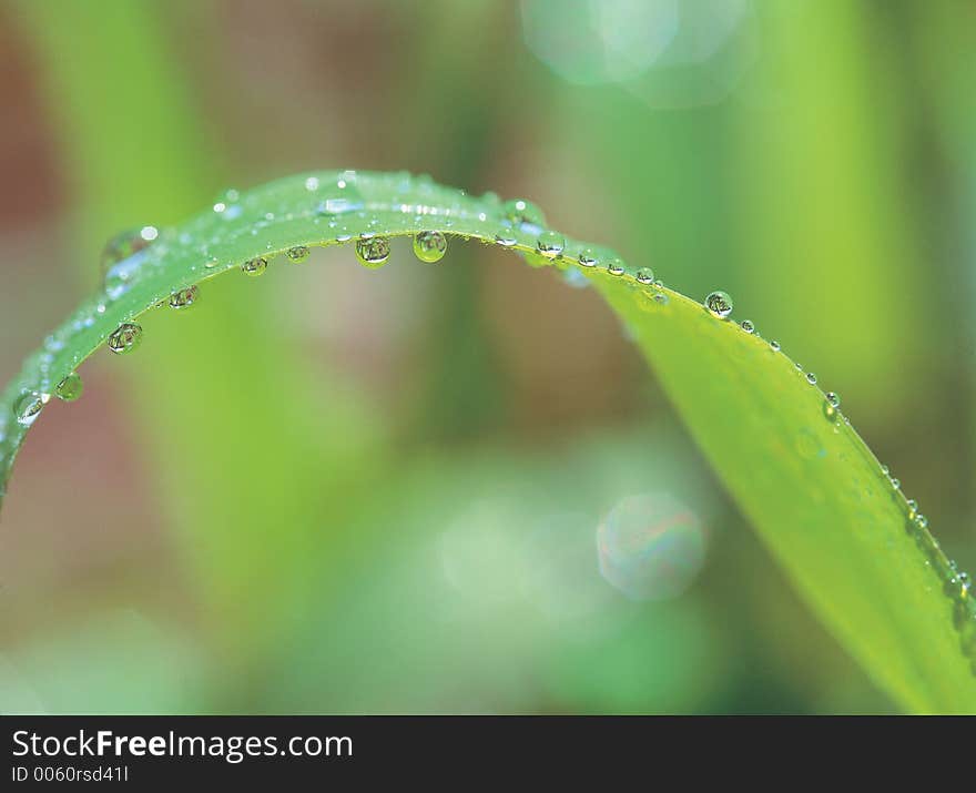 Waterdrops with leaf