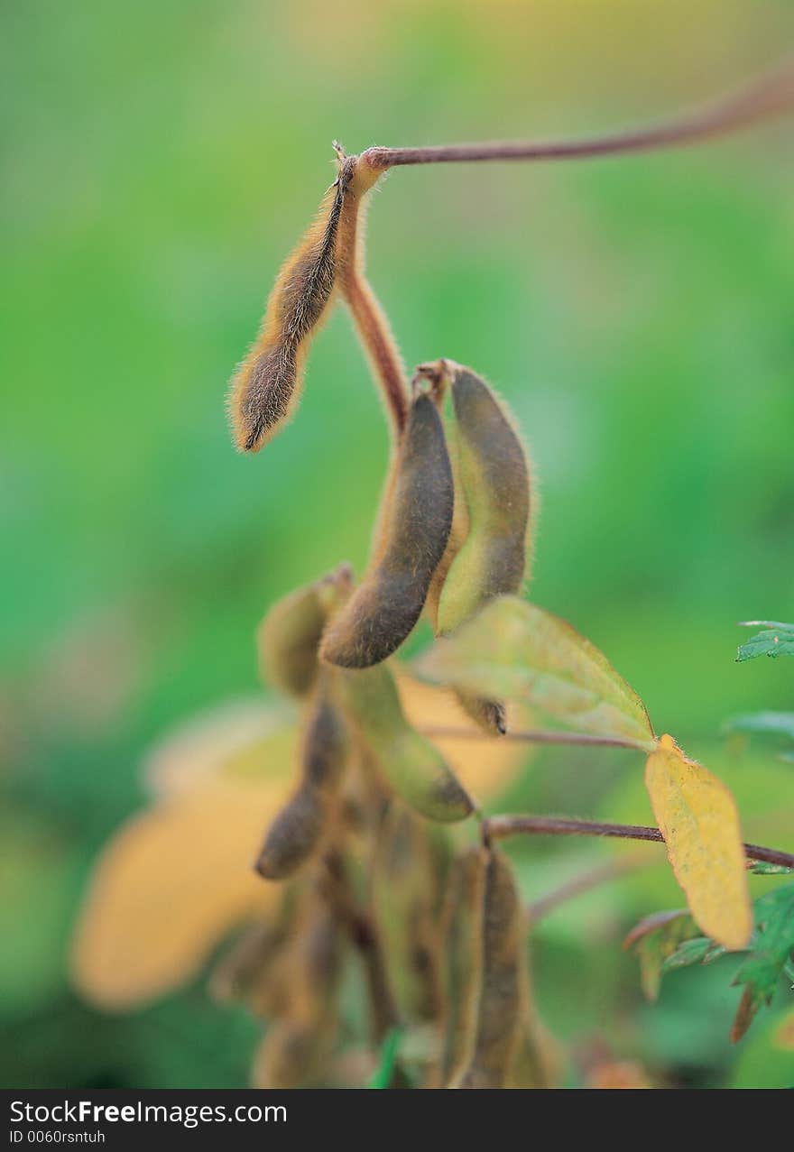 Beans Under Branch