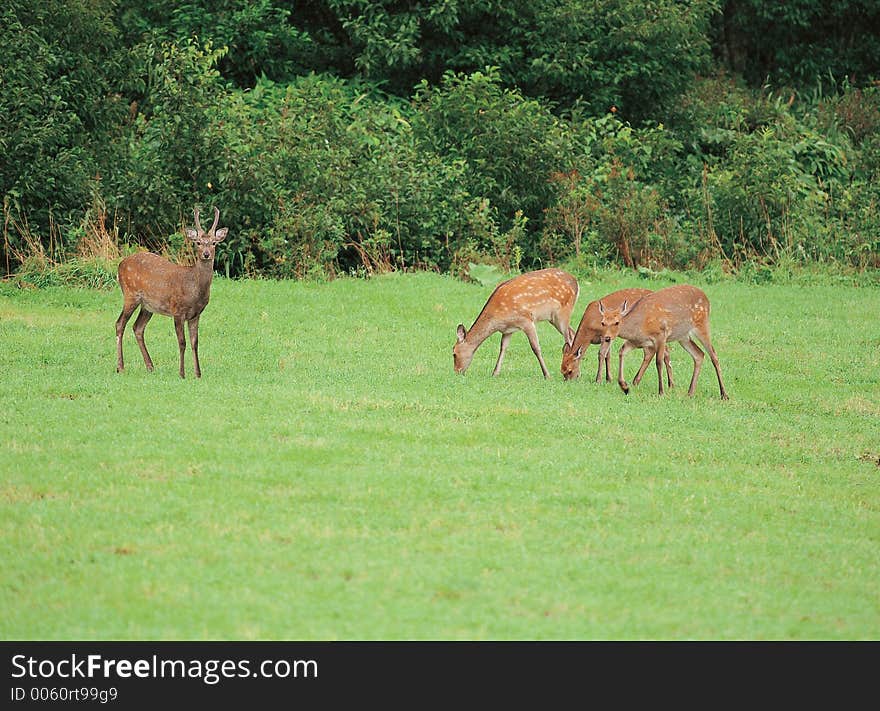 Deers on grass