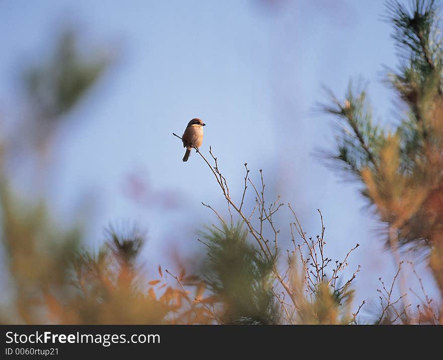 Bird on branch