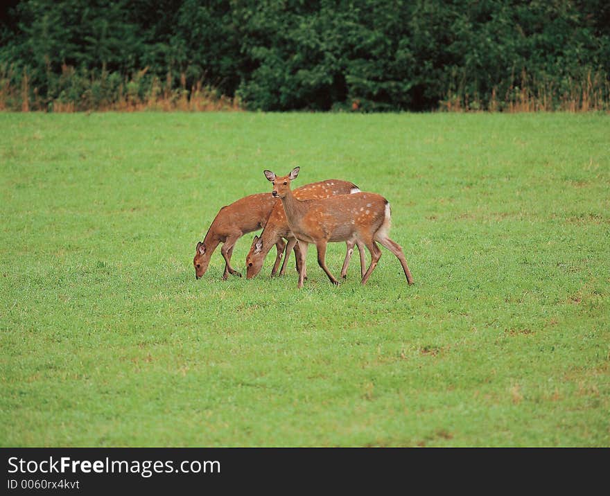 Grass With Deer