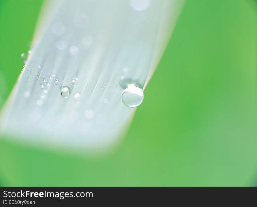 Waterdrops On Plant