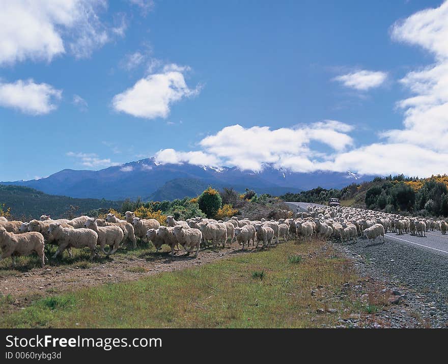 Sheep On Ground