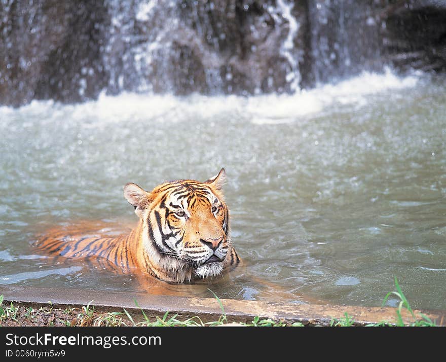 Tiger in water