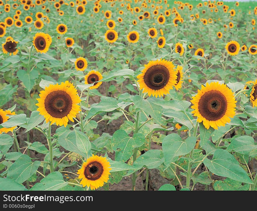 Sunflowers on ground