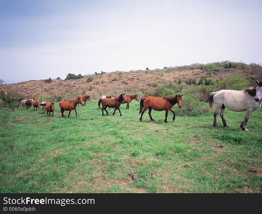 Horses on Grass