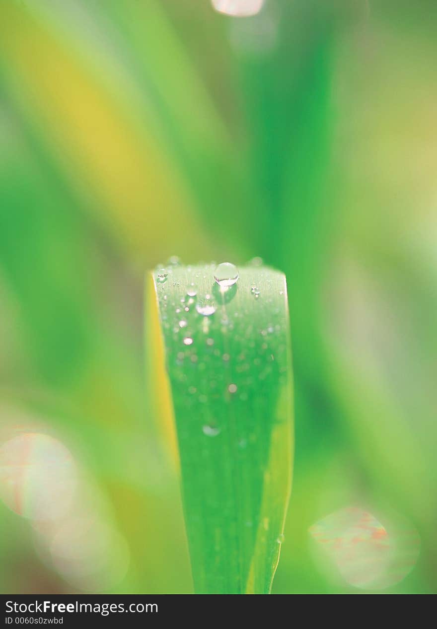 Leaf with Waterdrops