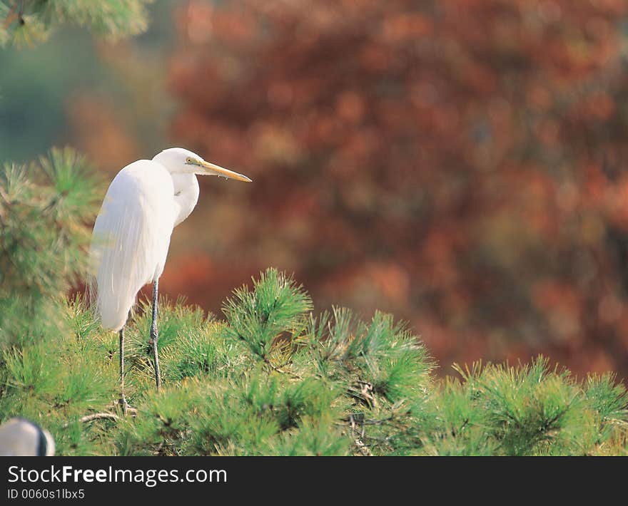 Bird On Pine