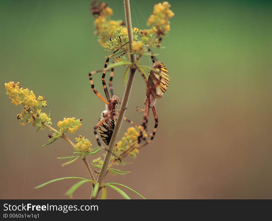 Spider on Cane