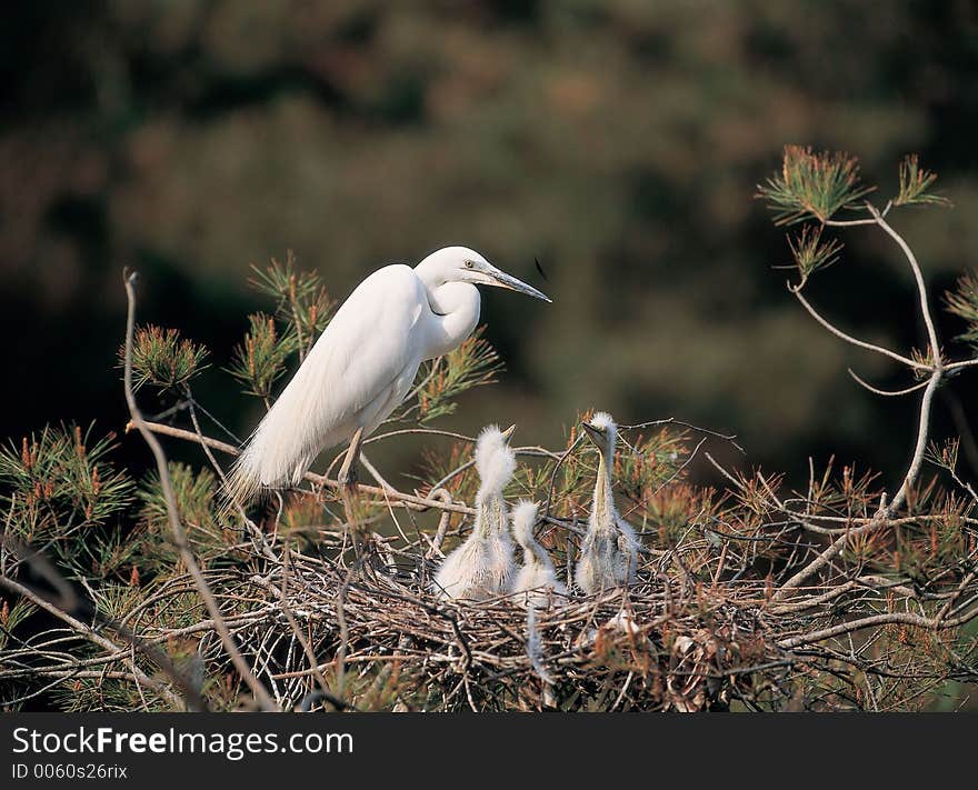 Animals on tree