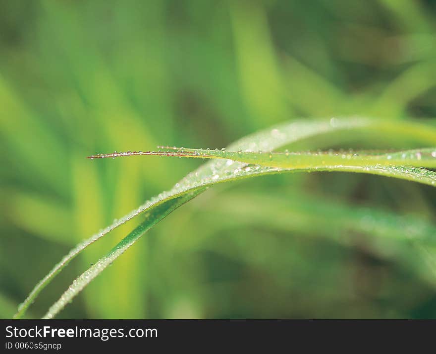 Waterdrops of Leaves