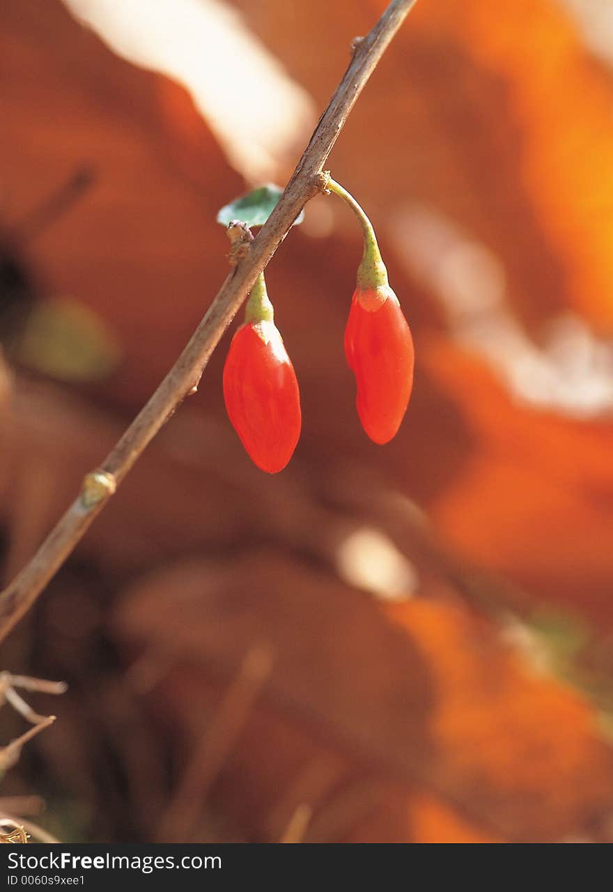 Cane with Berry Details