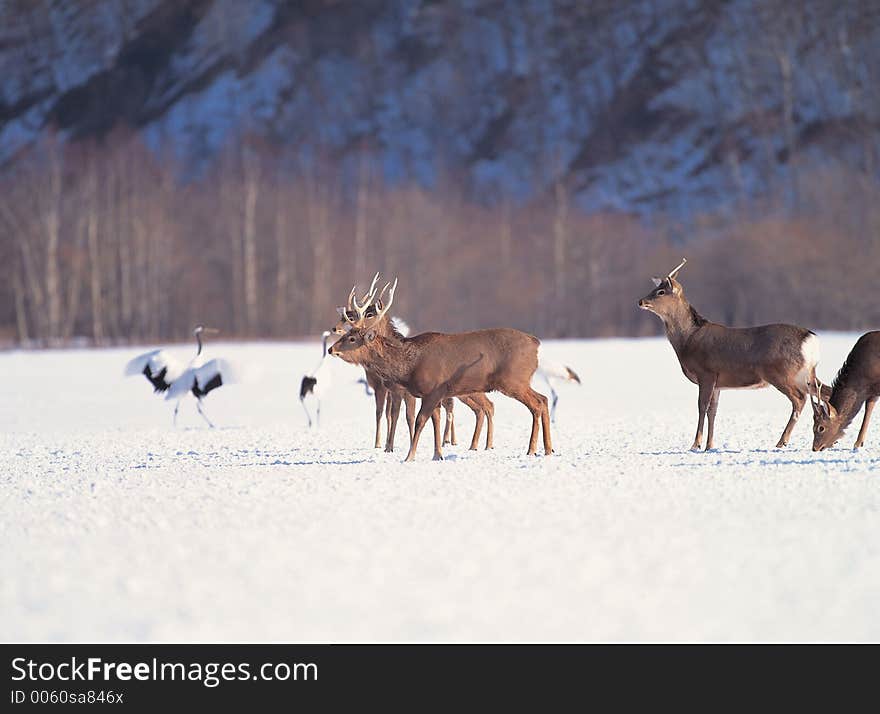 Deer with Birds Details