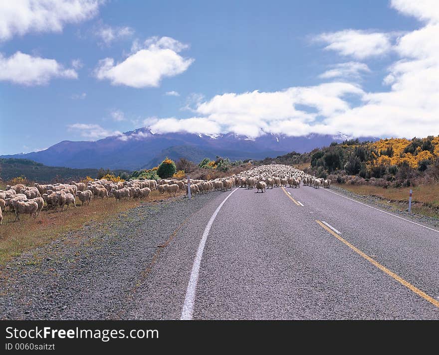 Sheep on Road