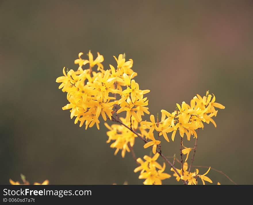 Flowers on Cane