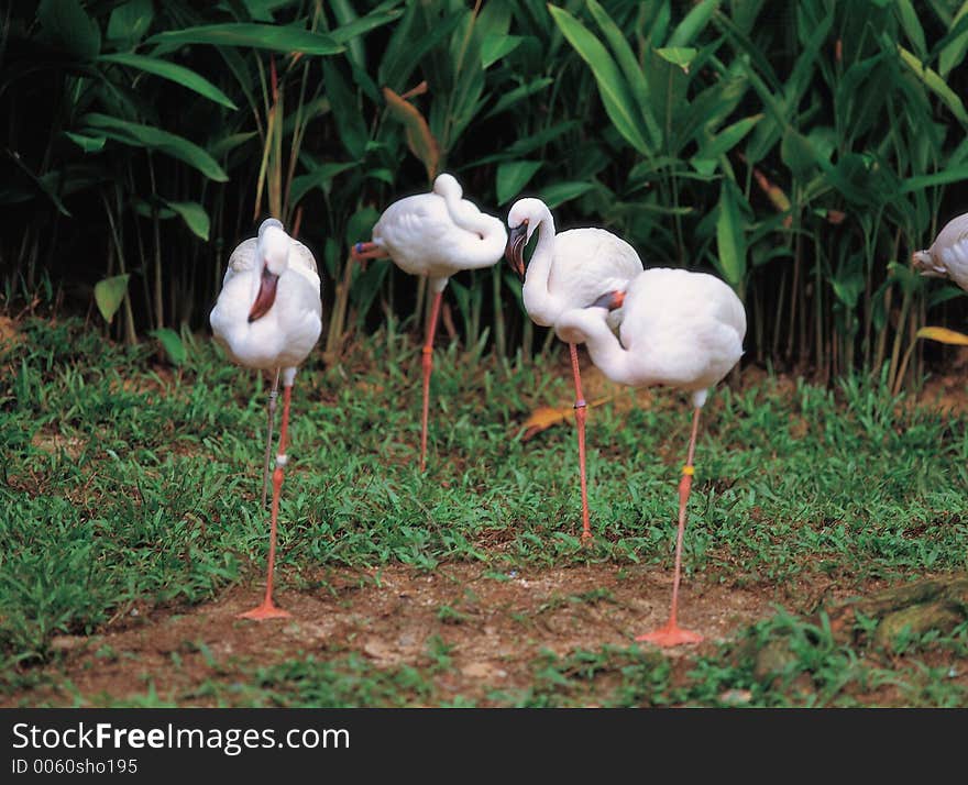 Bird on Ground