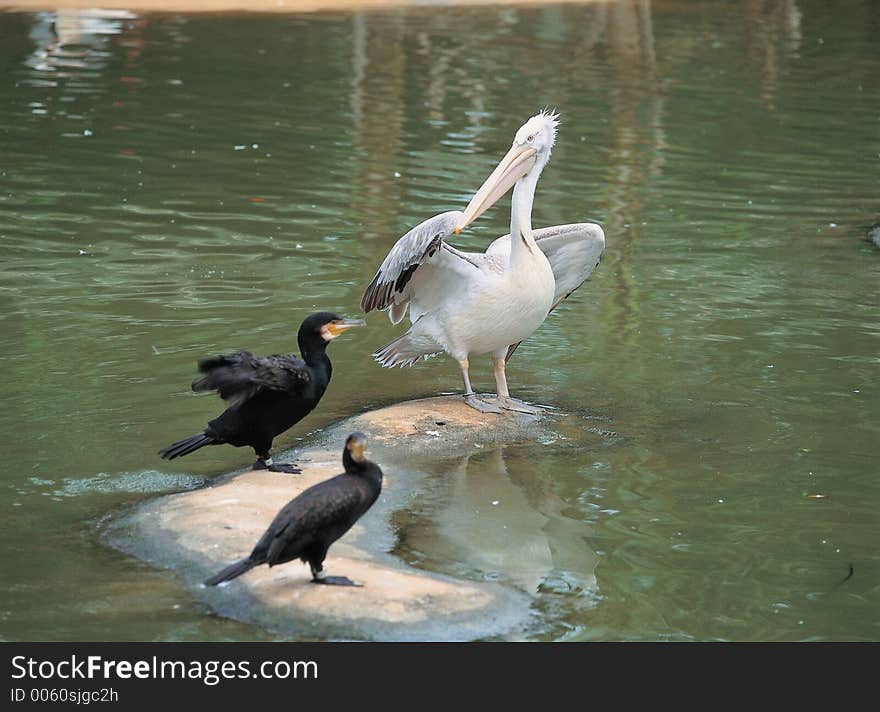 Birds On Water