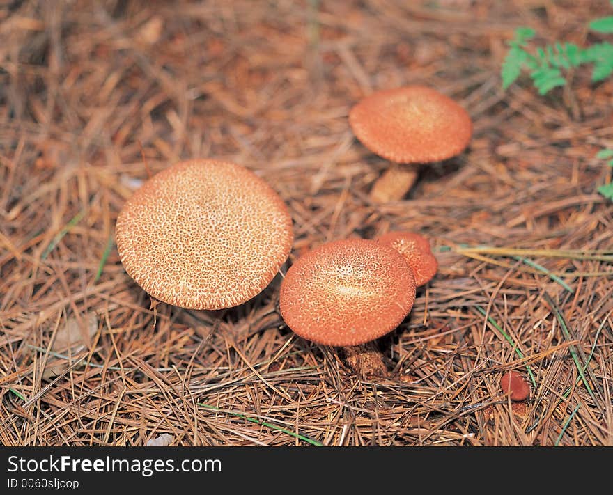 Mushroom On Ground