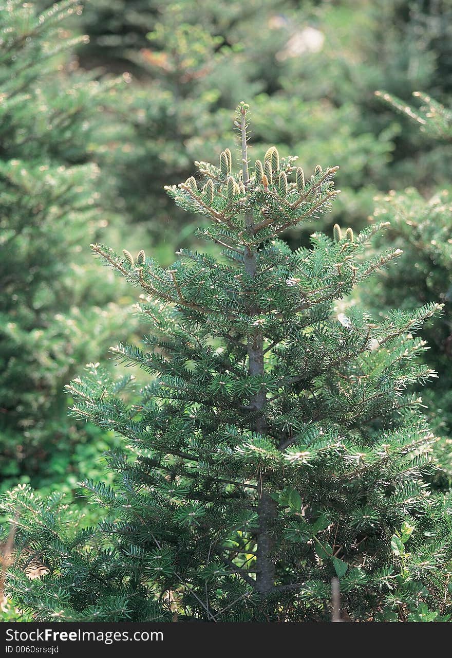 Pinetrees in Forest  Details