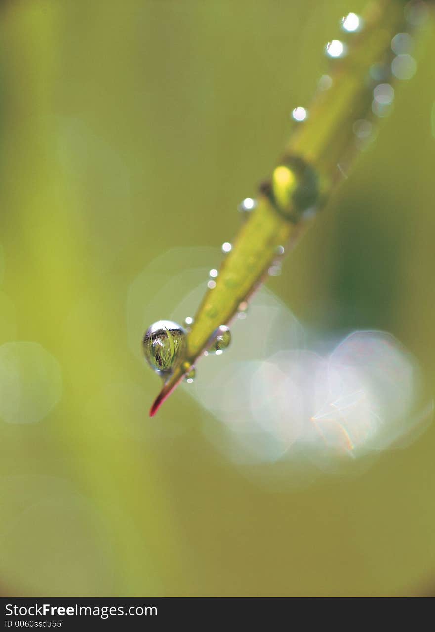 Plant with waterdrops